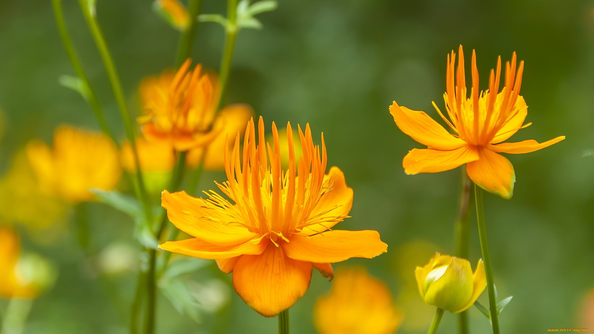 trollius chinensis,  , ,  , ,  , trollius, chinensis, , 